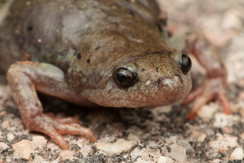 Mazatlan Narrow-mouthed Toad