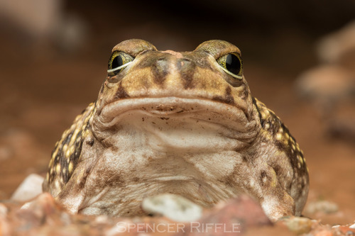 Couch's Spadefoot