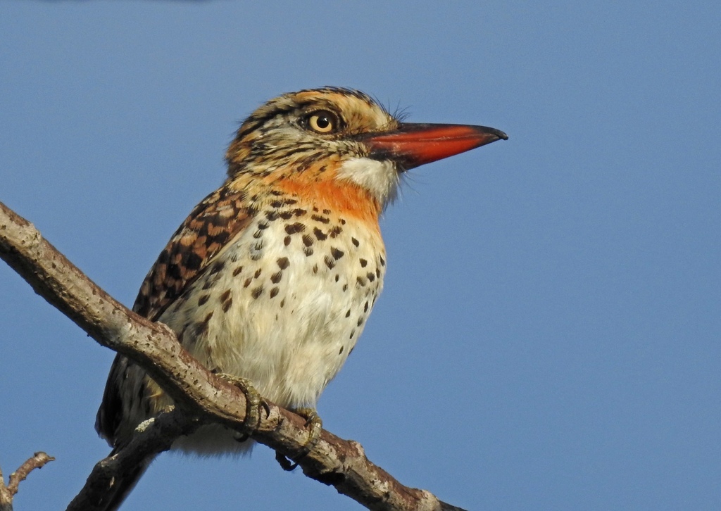 Spot-backed Puffbird photo