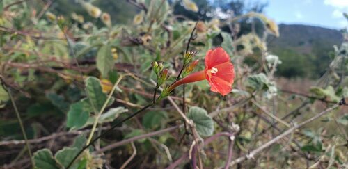 scarlet creeper