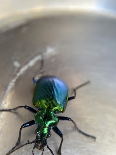 Texas Green Calosoma
