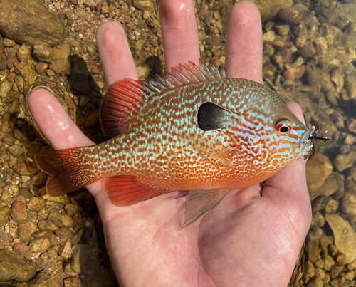 Longear Sunfish
