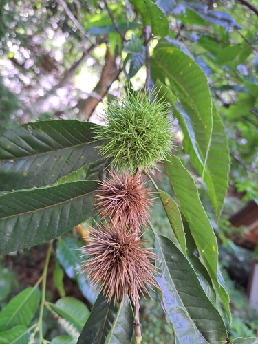Japanese Chestnut