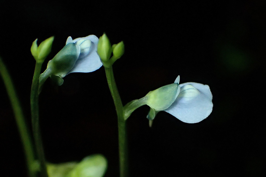 Utricularia uliginosa (Utricularia uliginosa)