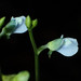 Utricularia uliginosa - Photo (c) WK Cheng, todos los derechos reservados, uploaded by WK Cheng