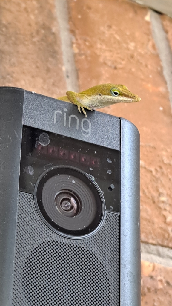 Green Anole from Glencairn, Houston, TX 77084, USA on September 4, 2023