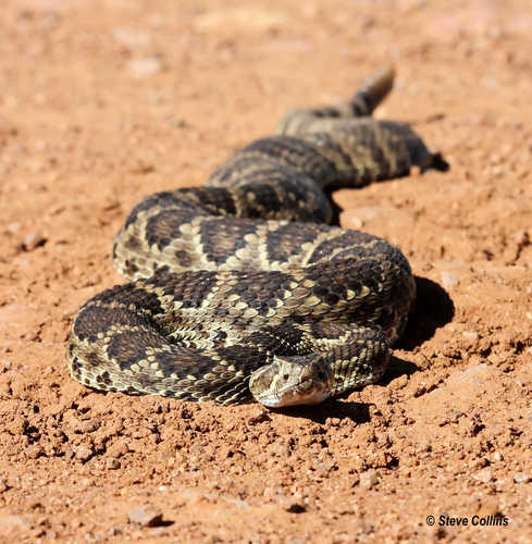 Mojave Rattlesnake