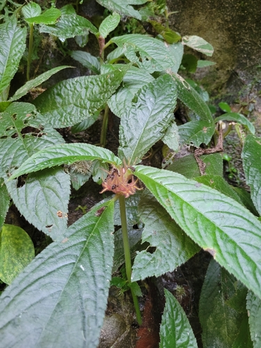 Nautilocalyx fasciculatus