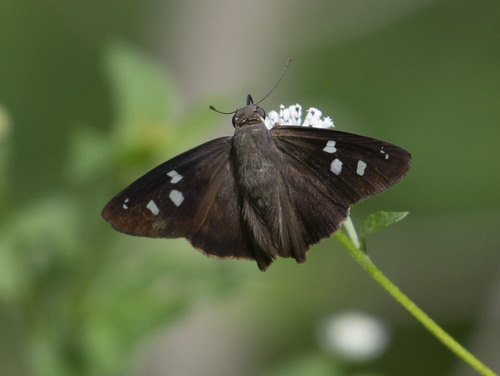 Polygonus