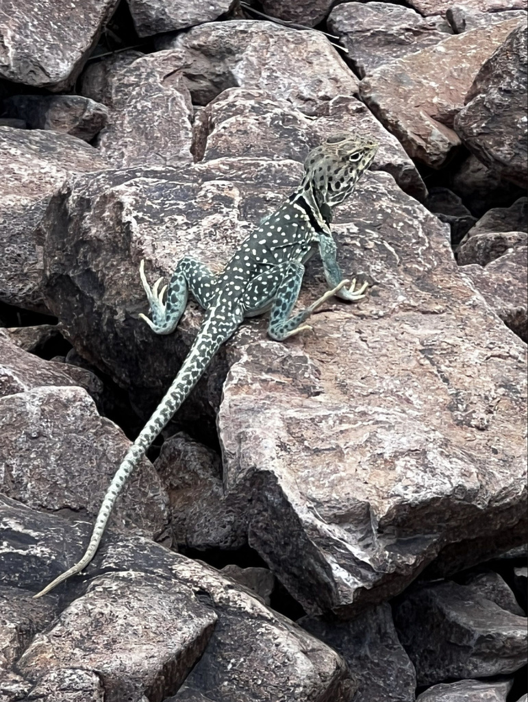 Eastern Collared Lizard from Tom Mays Park, El Paso, TX, US on ...