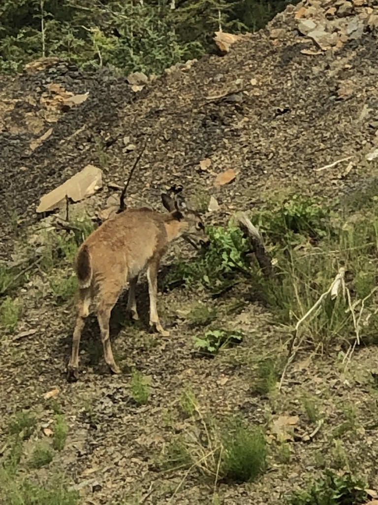 Sitka Blacktailed Deer from Chichagof Island, Sitka, AK, US on August