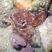 Pacific Pygmy Octopus - Photo (c) Stephanie Cobbold, all rights reserved, uploaded by Stephanie Cobbold
