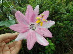 Image of Passiflora cumbalensis