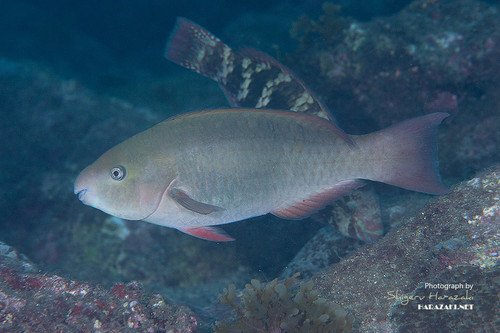 Palenose Parrotfish