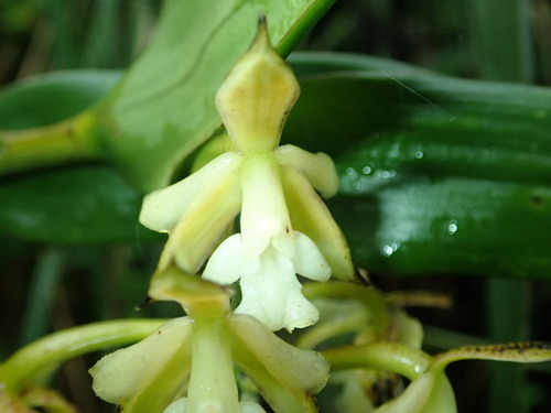 Epidendrum cotacachiense image