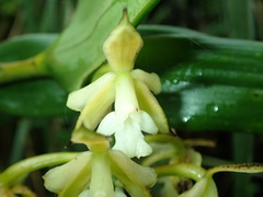 Image of Epidendrum cotacachiense