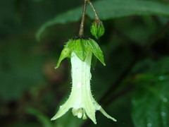 Image of Jaltomata viridiflora