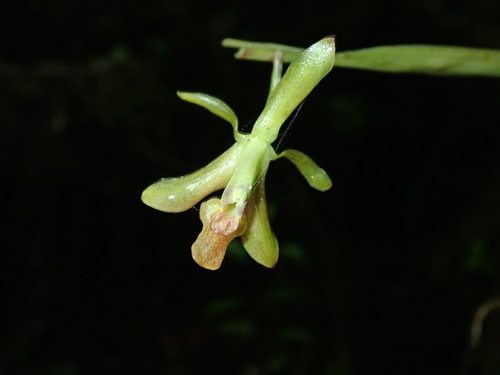 Epidendrum trilobochilum image