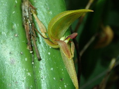 Image of Pleurothallis grandiflora