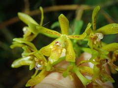 Image of Epidendrum cuicochaense