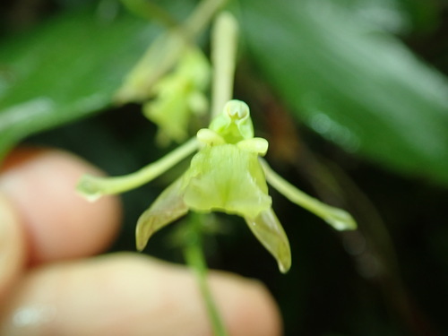 Epidendrum trachychlaena image