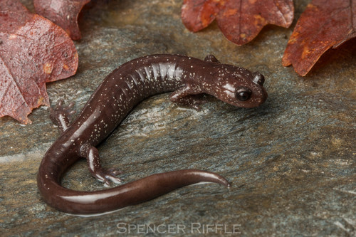 Siskiyou Mountains Salamander