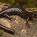 Siskiyou Mountains Salamander - Photo (c) spencer_riffle, all rights reserved, uploaded by spencer_riffle