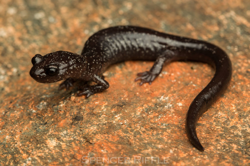 Siskiyou Mountains Salamander