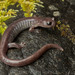 Scott Bar Salamander - Photo (c) spencer_riffle, all rights reserved, uploaded by spencer_riffle