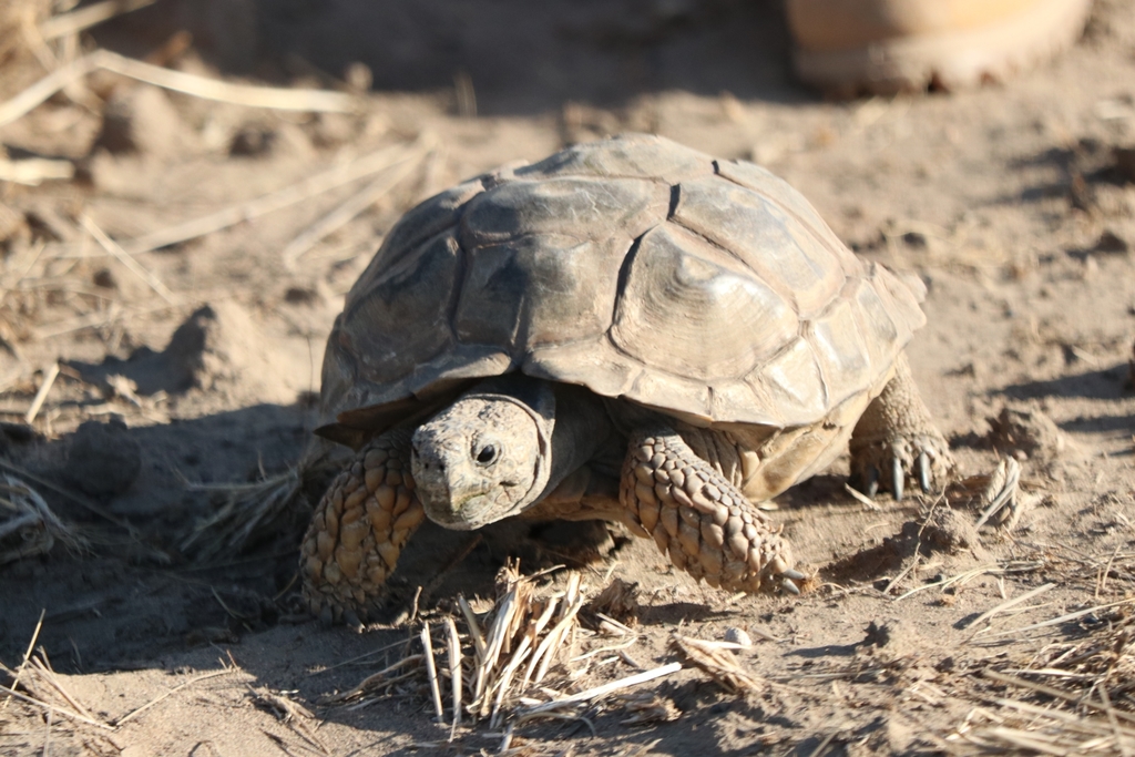 Chaco Tortoise in January 2019 by Andrea Crasto Cristiano · iNaturalist