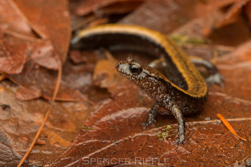 Western Red-backed Salamander