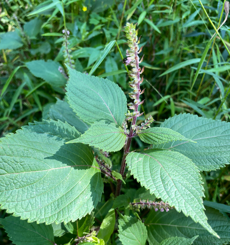 beefsteak-plant-in-september-2023-by-johnbotany-inaturalist