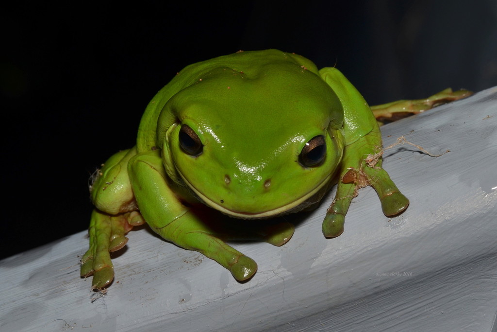 Normal Green Tree Australian Green Tree Frog (Animals of Bardwell Park ) · iNaturalist