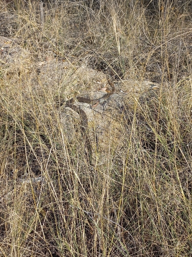 Eastern Brown Snake sighting