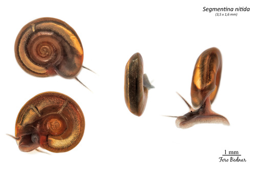 Segmentina nitida