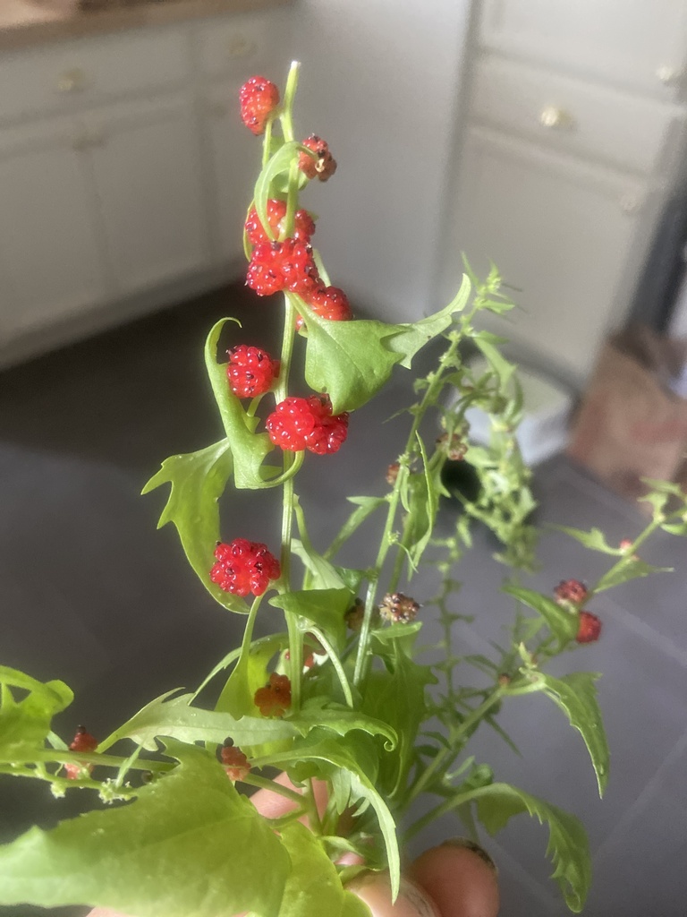 Beetberry from S 116th Way, Burien, WA, US on September 4, 2023 at 04: ...