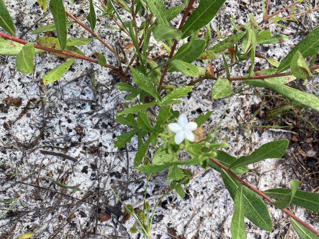 spurge nettle from Frostproof, FL, US on September 3, 2023 at 0857 AM