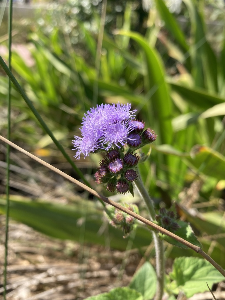 bluemink from Hanlon Park / Bur