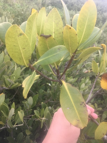 Rhizophora mangle - Leaves