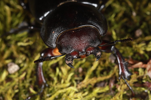 Lucanus ibericus
