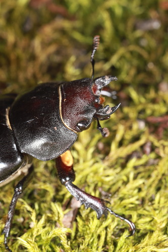 Lucanus ibericus
