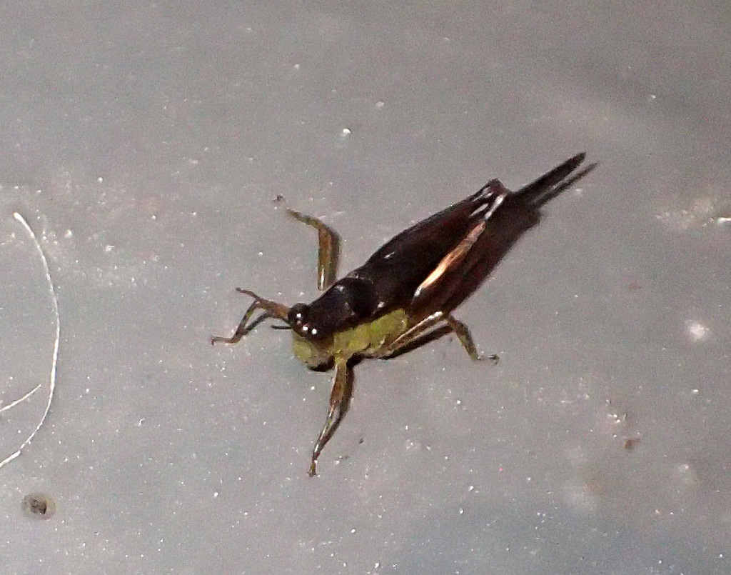 Paulinia acuminata from Poconé, State of Mato Grosso, 78175-000, Brazil ...