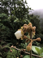 Meriania phlomoides image