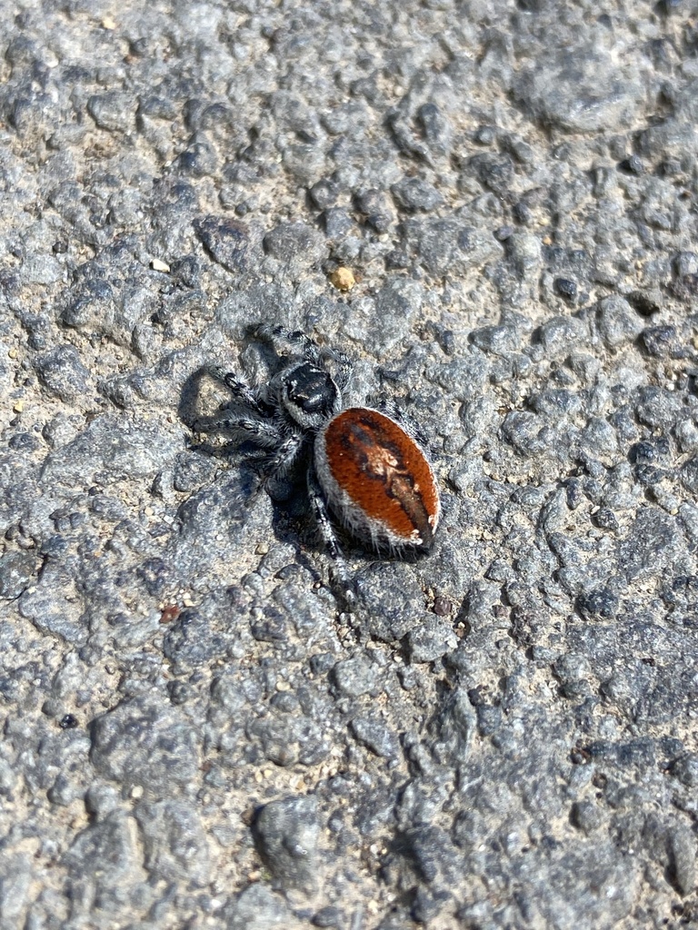 Tyrell's Tufted Jumping Spider from S Highway 97, Bend, OR, US on ...