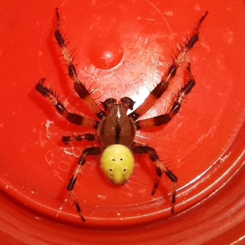 Araneus pinguis