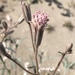 Palafoxia arida - Photo (c) Alex Wild, todos los derechos reservados, subido por Alex Wild