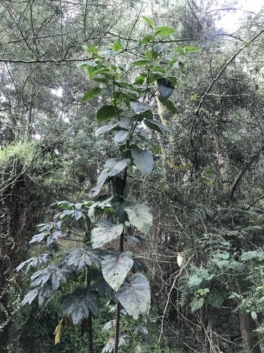 Solanum sibundoyense image