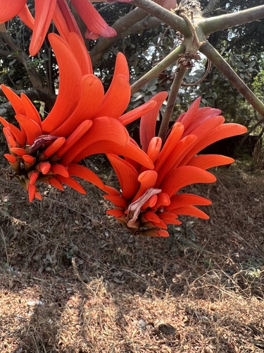 Common Coral Tree