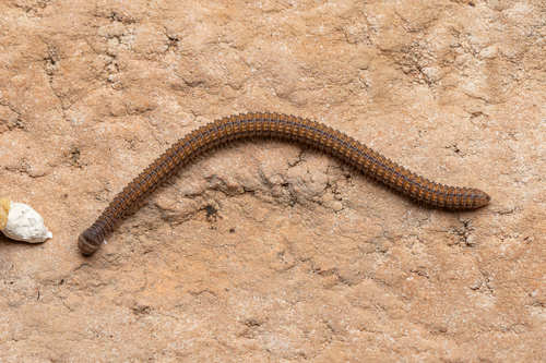 Plusioglyphiulus