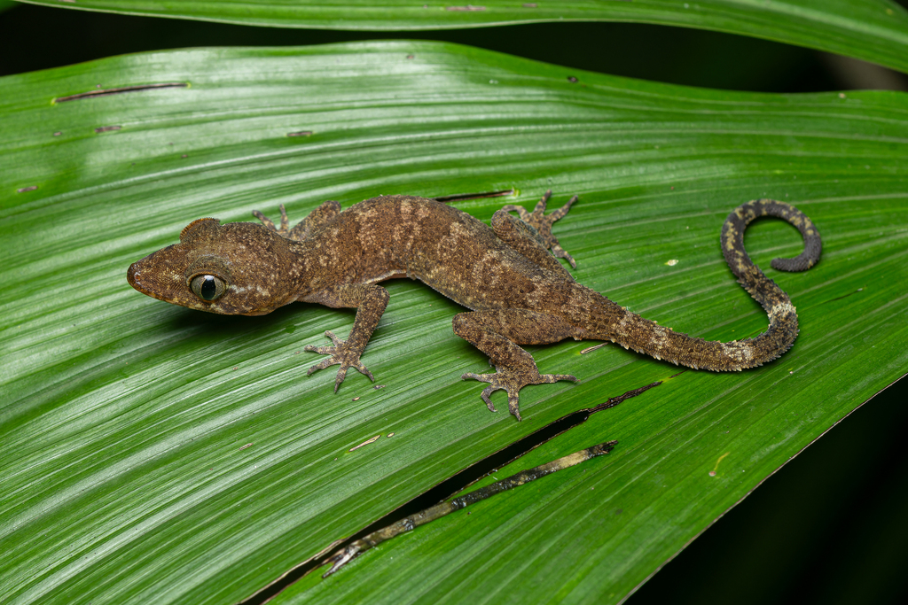 Cyrtodactylus uthaiensis in September 2023 by Andaman Kaosung · iNaturalist